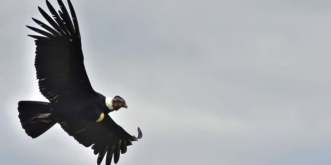 Melihat lebih dekat habitat burung kondor di Laguna De Secas