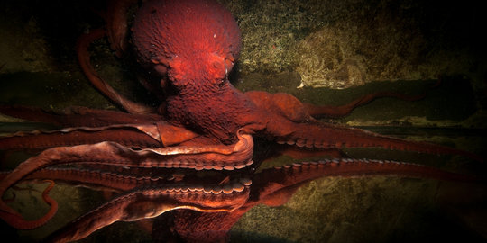 5 ritual perkawinan paling mematikan dan aneh di dunia binatang