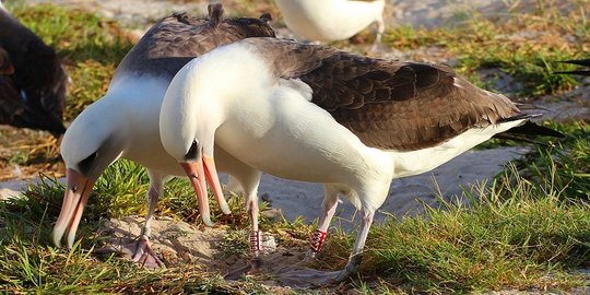 Ini Wisdom, albatros yang jadi burung tertua di dunia di usia 64