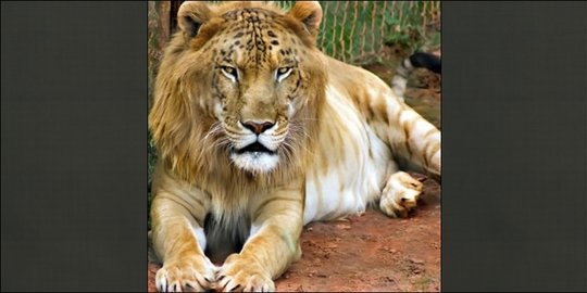 580 Koleksi Gambar Harimau Paling Keren HD