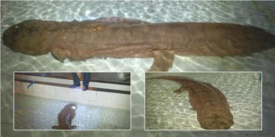 Salamander berumur 200 tahun sebesar anjing ditemukan di China