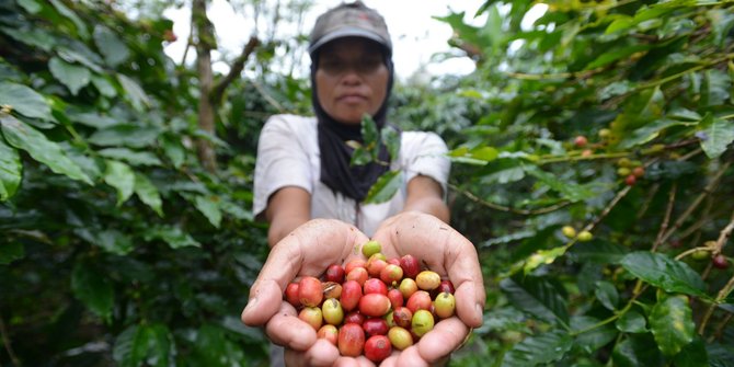 Melihat produksi kopi terbaik dunia dari dataran tinggi Gayo