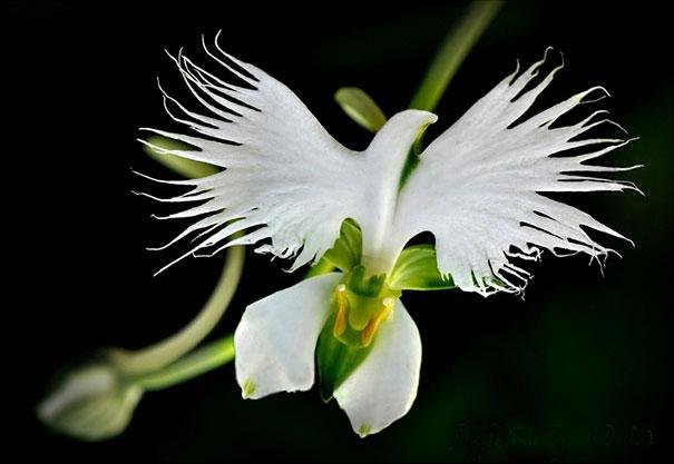 habenaria radiata