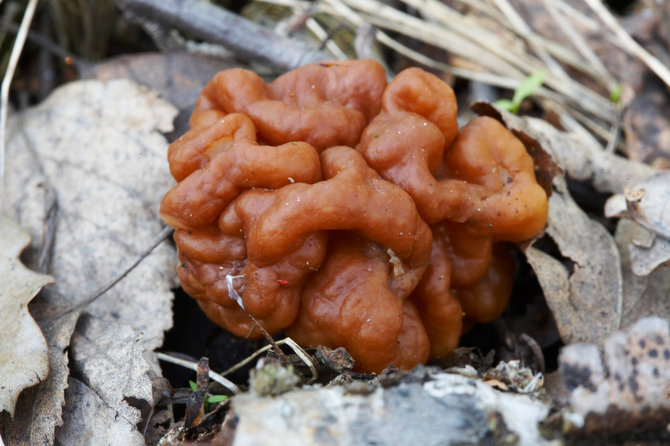 jamur gyromitra esculenta