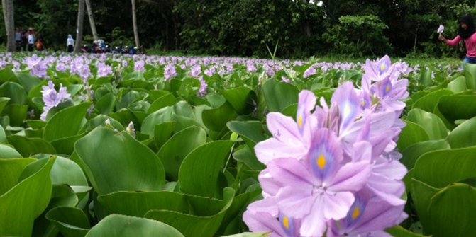 Usai Amarilis warga Yogya demam selfie di taman bunga 