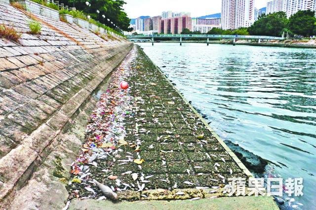 pencemaran sungai shing mun hong kong