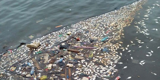 Sebab ribuan ikan di Muara Angke masih diselidiki