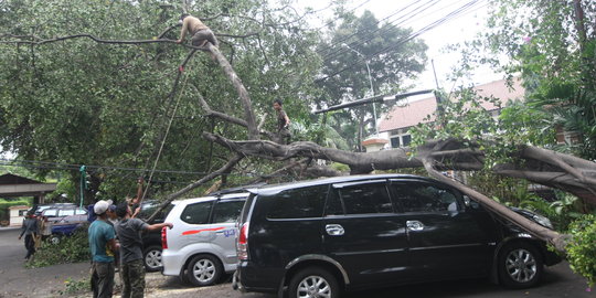 Hujan deras & angin kencang, pohon tumbang timpa 3 mobil di Makassar