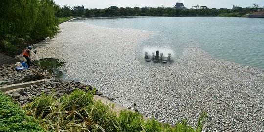 Ribuan ikan di danau Perumahan Citra Garden juga mati misterius