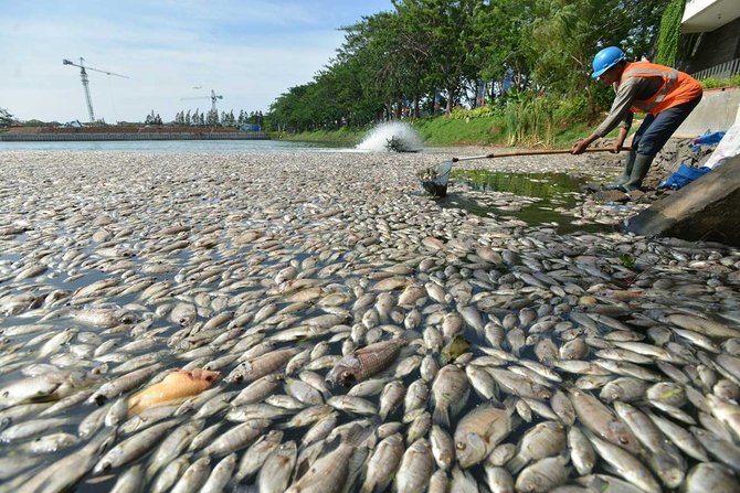ribuan ikan mati di danau