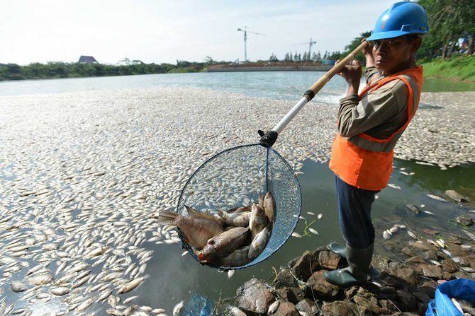ribuan ikan mati di danau