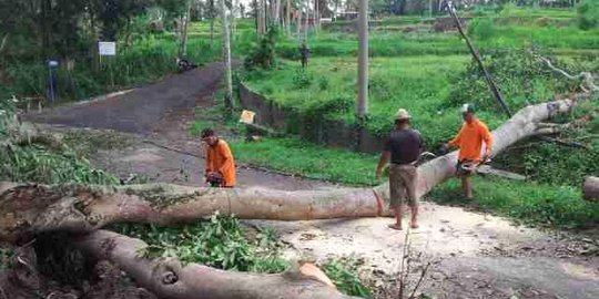 Hujan di Bangli, pohon bertumbangan timpa bangunan & kabel listrik