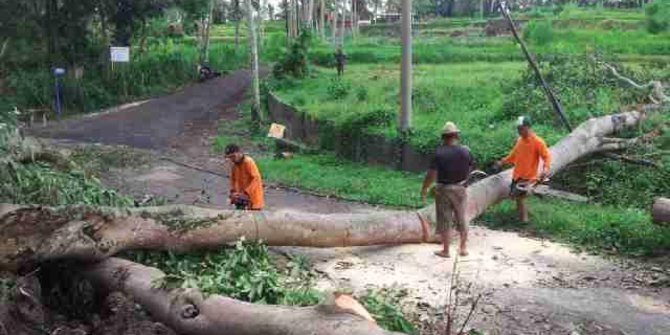 Hujan Di Bangli, Pohon Bertumbangan Timpa Bangunan & Kabel Listrik ...