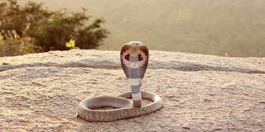 Ini 5 ular yang paling berbisa di Indonesia