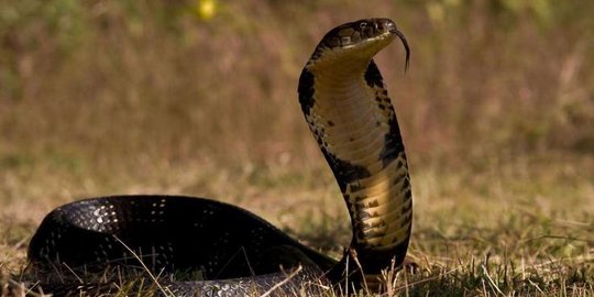 ophiophagus hannah rev1