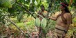 Tinggalkan aktivitas berburu, suku Amazon kini bertani kakao