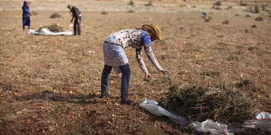 Kisah pengungsi Suriah bertani ganja di Lebanon demi bertahan hidup