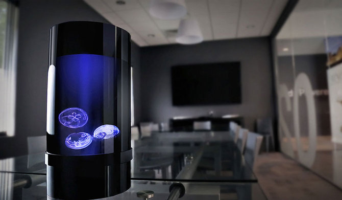 jellyfish tank dari jellyfish art