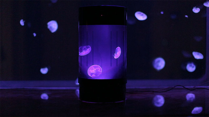 jellyfish tank dari jellyfish art