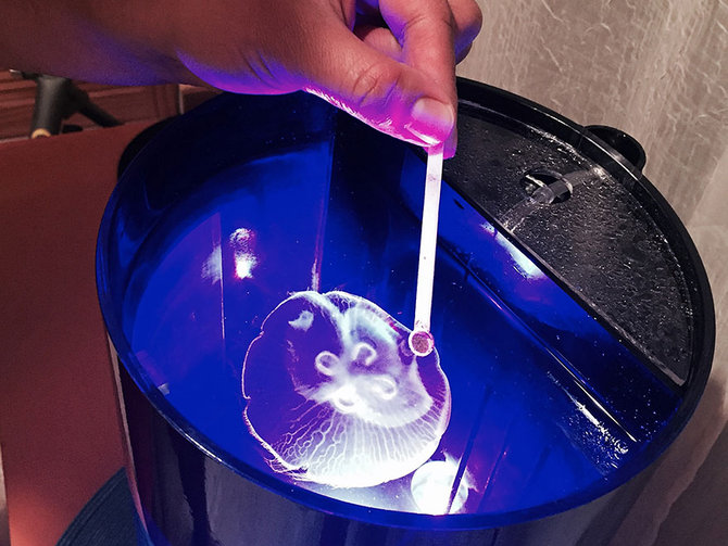 jellyfish tank dari jellyfish art