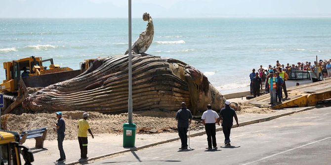 Bangkai paus raksasa ini gagalkan liburan Natal di Cape Town