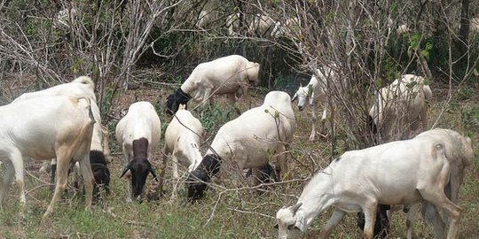 demam rift valley nipah and rift valley fever