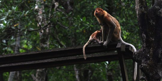 Menengok kawanan bekantan di hutan mangrove Tarakan