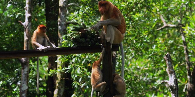 Mengintip Kawasan Konservasi Mangrove dan Bekantan Kalimantan Utara