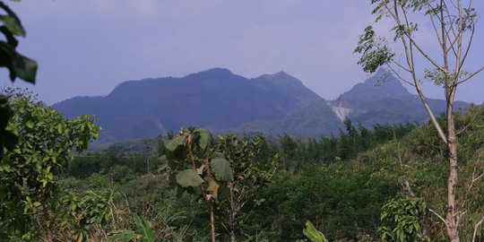 Cegah longsor, lereng Pegunungan Gajah Mungkur ditanami pohon