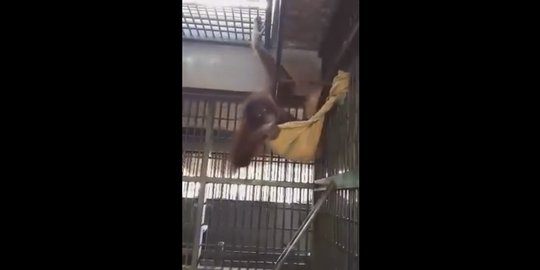 [Video] Cerdasnya orangutan buat kasur 'terbang' dalam kandang