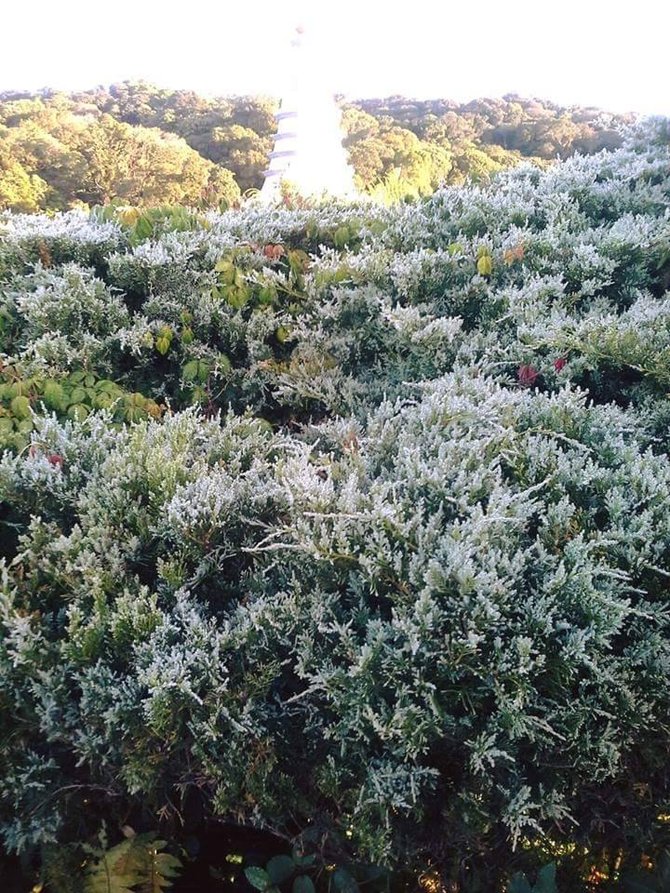 fenomena dedaunan berselimut es di doi inthanon thailand