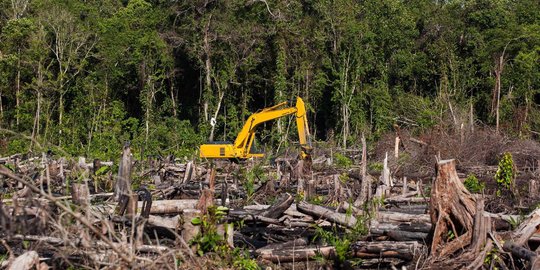 Pemerintah dinilai masih lemah atasi konflik lahan kelapa sawit