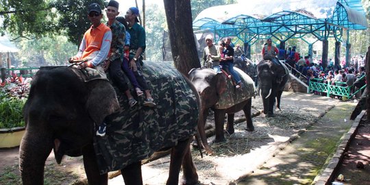 Meski ramai wisatawan, pedagang di Ragunan mengeluh pendapatan turun