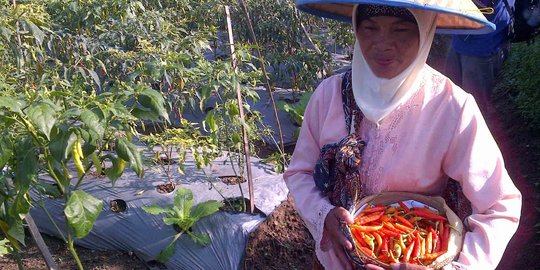 Pedagang: Harga cabai naik tapi sayuran aman terkendali