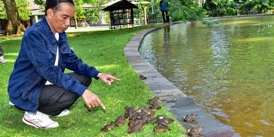 Presiden Jokowi sebar ratusan katak di Istana Bogor