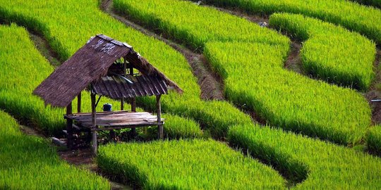 Antisipasi La Nina, Kementan siapkan lahan cadangan