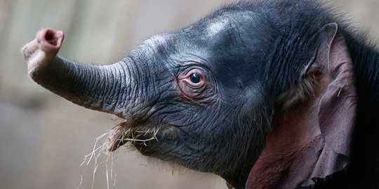 Kebun binatang di Berlin ini pamerkan bayi gajah pertama 2016