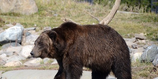dilatih bawa mortir dan amunisi perang