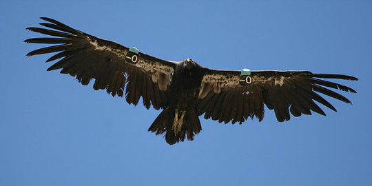 bangkai israel bisa jadi mata mata