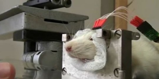 latih tikus menjadi penjinak bom