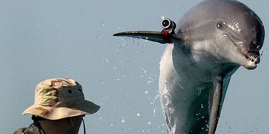 lumba lumba untuk pantau jalur gaza