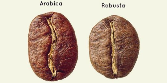 Ini beda antara kopi robusta dan arabika