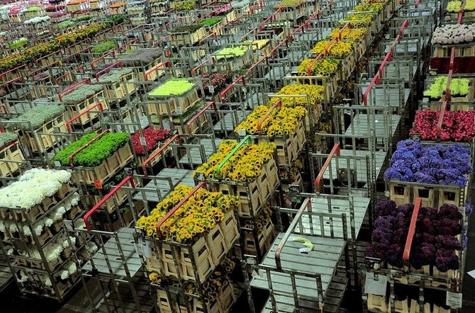 lelang bunga segar di bloemenveiling aalsmeer belanda