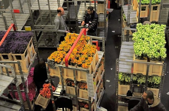 lelang bunga segar di bloemenveiling aalsmeer belanda