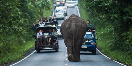 Gajah cari makanan bikin macet jalanan di Thailand