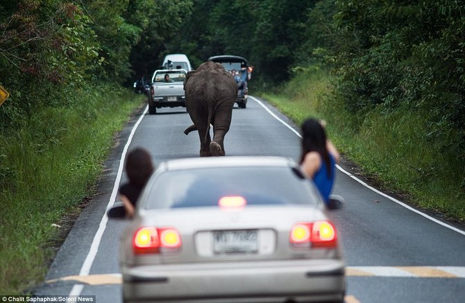 gajah bikin macet jalanan thailand