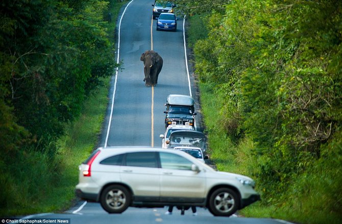 gajah bikin macet jalanan thailand