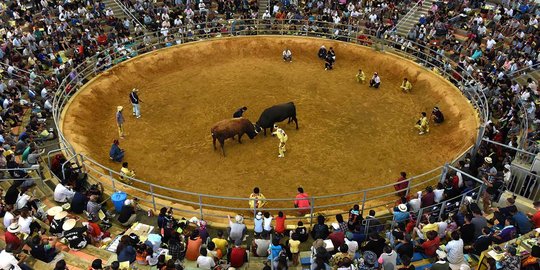 Bupati Dedi bakal buat arena adu domba mirip Las Ventas Spanyol