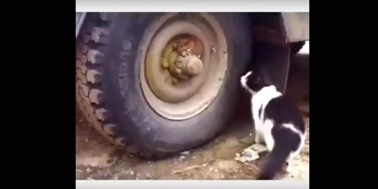 Video kucing kebingungan cari tikus ngumpet di velg