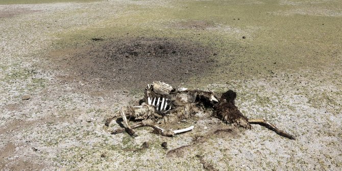Puluhan llama di Bolivia mati mengenaskan karena kekeringan